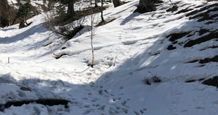shimla image