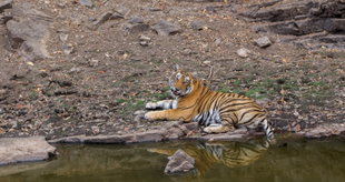 tiger image