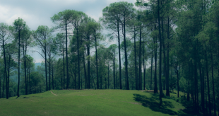 Ranikhet jungle image